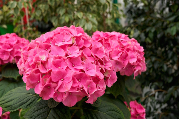 Bloeitijd hortensia