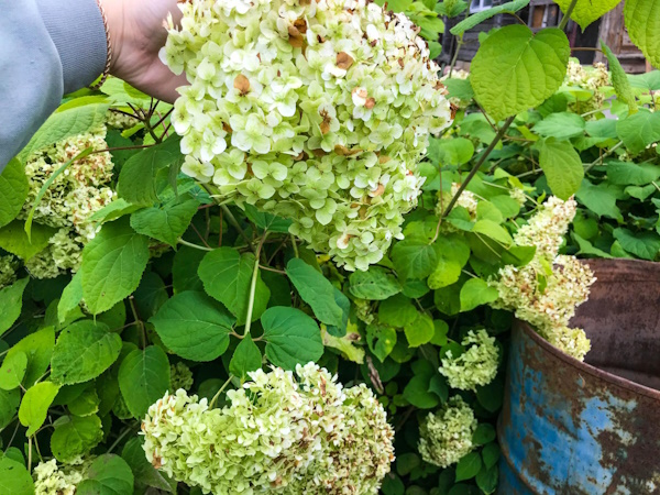 Hortensia laten verzorgen