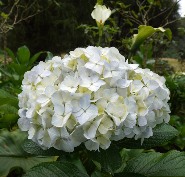 Hydrangea anomala