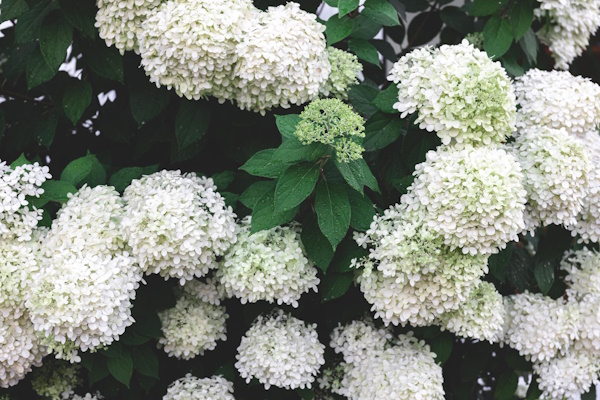 Hydrangea arborescens