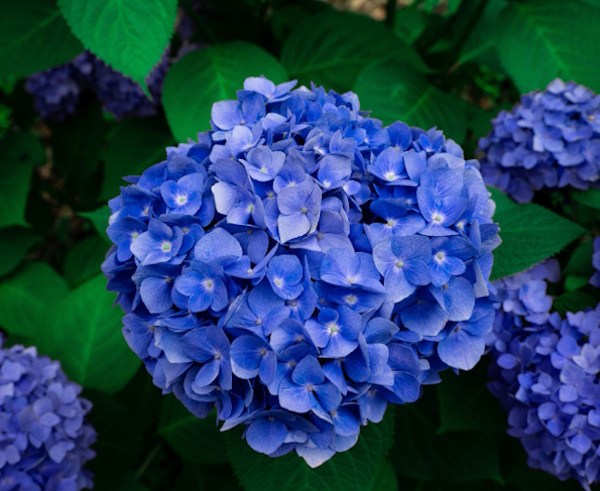 Hydrangea macrophylla