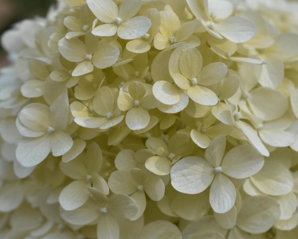 Hydrangea paniculata