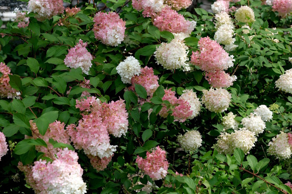 Hydrangea quercifolia