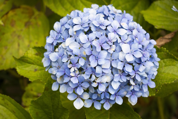 Hydrangea serrata