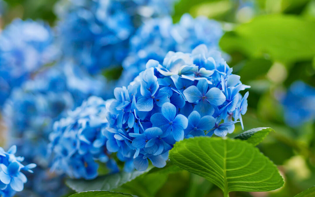 Plantengids Hortensia