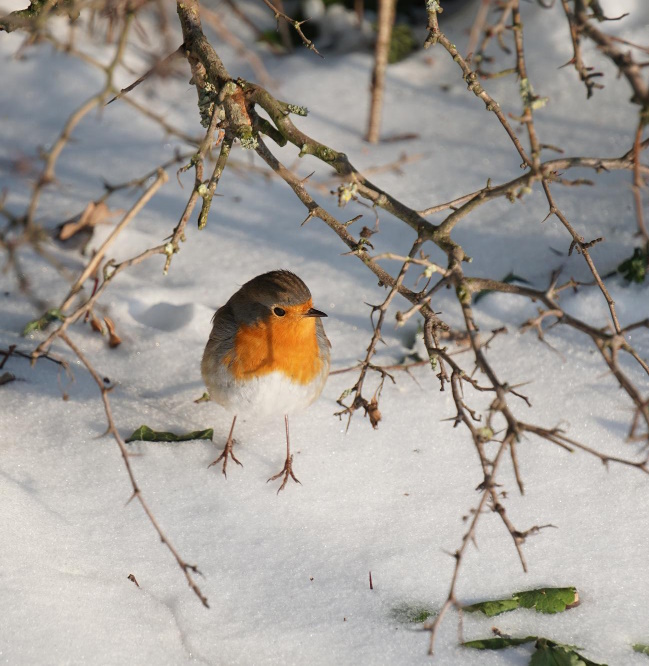 Tuin winterklaar laten maken